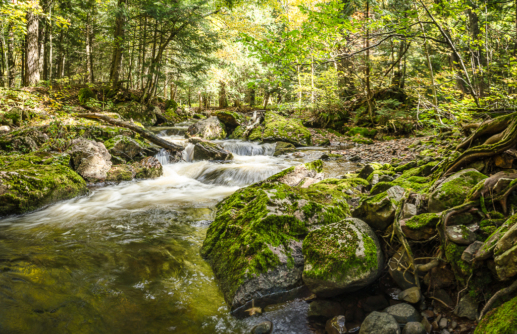 Rocky Rooty River