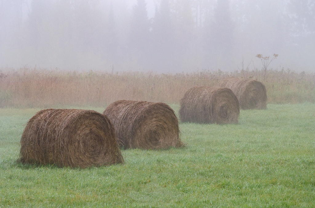 Waiting for the Cattle