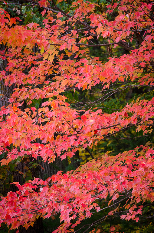 Fall Glory