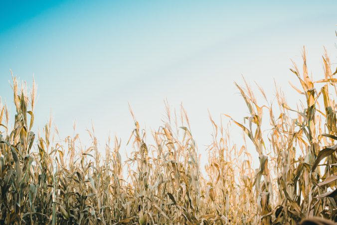 cornstalk-kimmy-williams-549051-unsplash