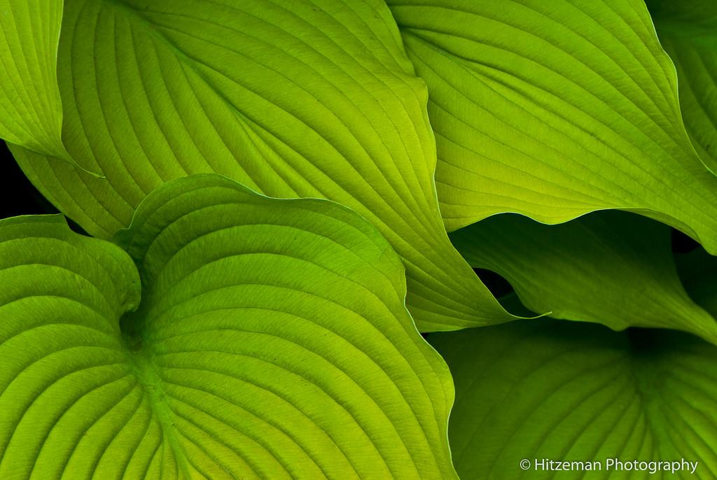 Hosta Cuddle