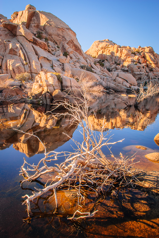 Barker Pond with White Branches