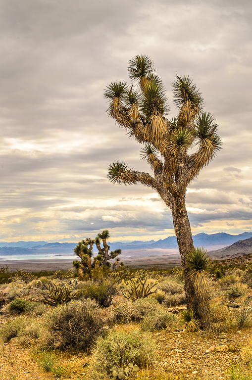 Joshua Tree
