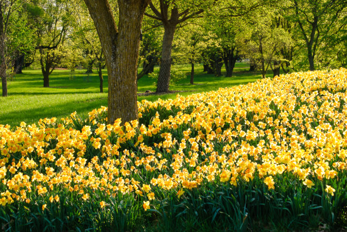 Daffodil Blanket