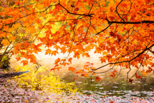 Red Leaf Splendor