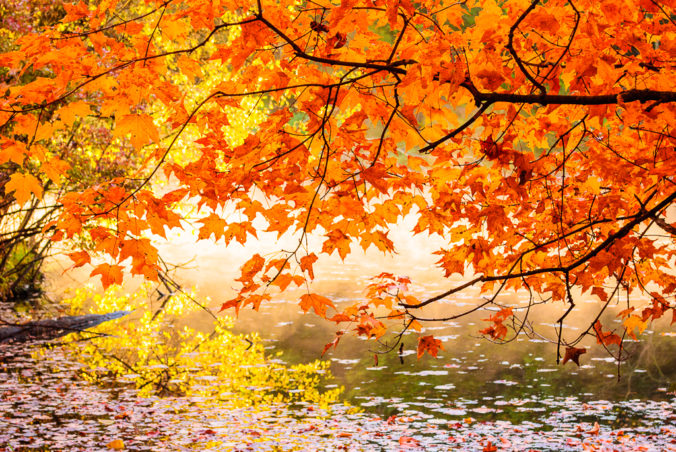 Red Leaf Splendor