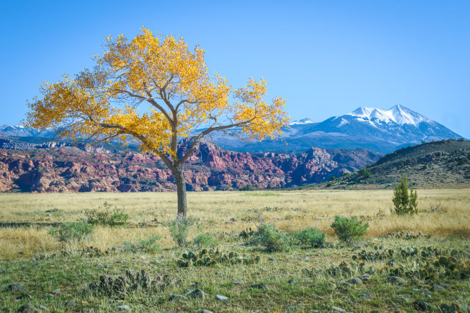 Lone Cottonwood