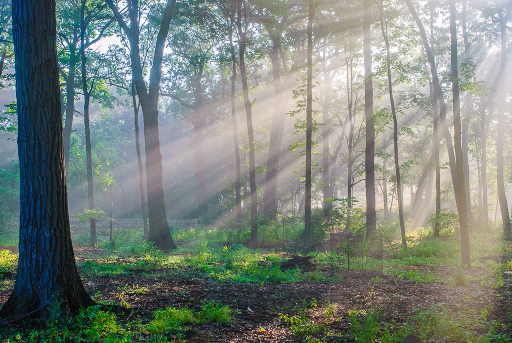 Forest Rays