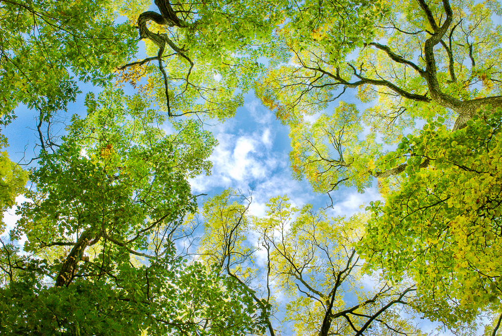 Eternal Wisdom Is Always With You