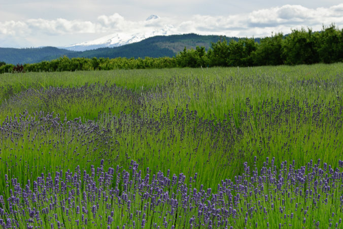Lavender Hood II