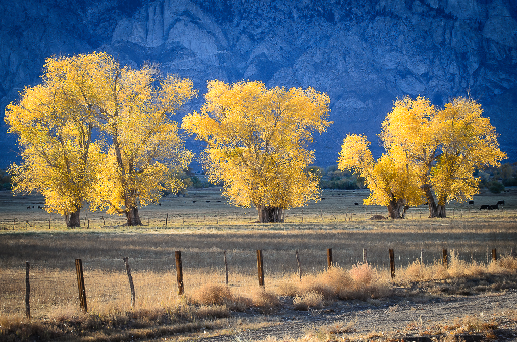 Eastern Sierra Cottonwoods