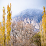 Poplars in the Eastern Sierras