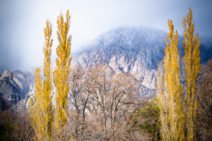Poplars in the Eastern Sierras