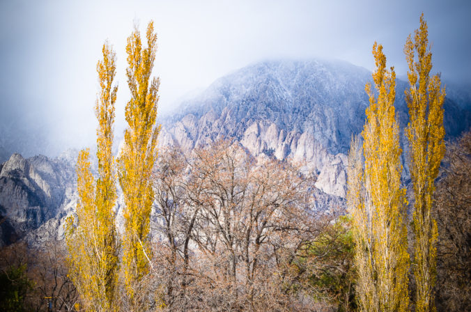 Poplars in the Eastern Sierras
