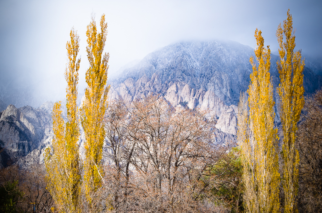 Poplars in the Eastern Sierras
