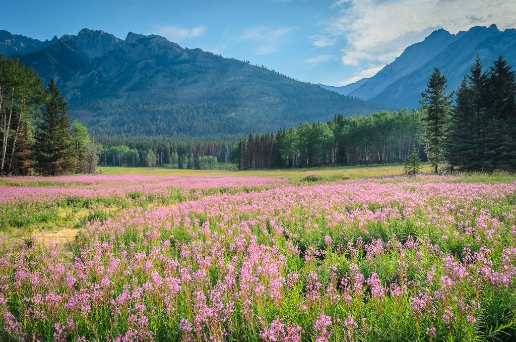 Wildflower Meadow