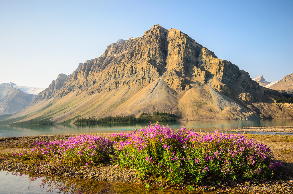 Crowfoot Wildflowers