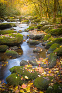 Mossy Little River