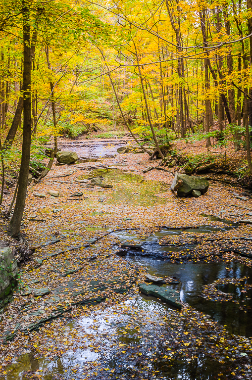 Leafy Creek #2