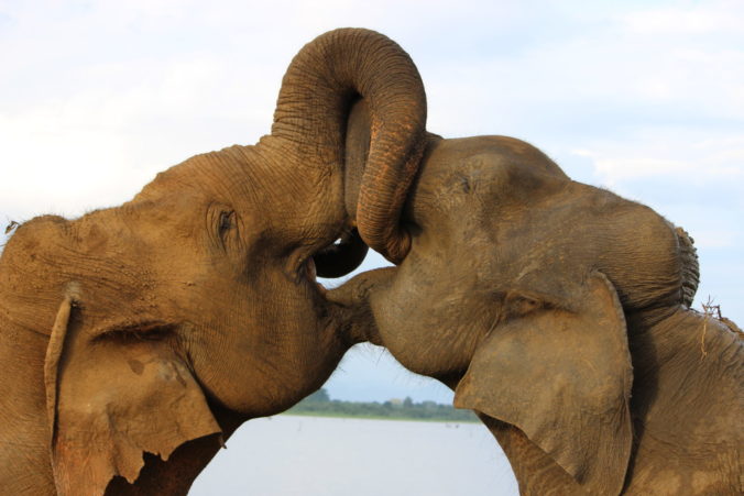 elephant-empathy